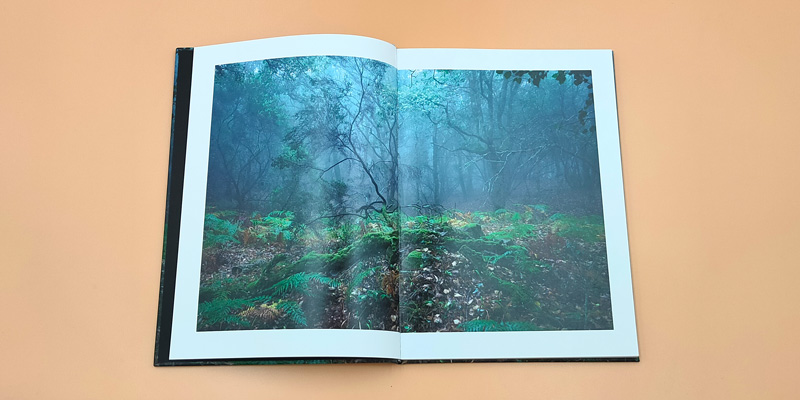 fotografía doble página del bosque