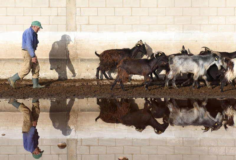 «El adiós de otro rebaño», fotolibro de Jorge Sanz.